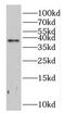 Cyclin G1 antibody, FNab02130, FineTest, Western Blot image 