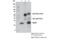 O-6-Methylguanine-DNA Methyltransferase antibody, 58121S, Cell Signaling Technology, Immunoprecipitation image 