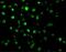 Connector enhancer of kinase suppressor of ras 1 antibody, GTX31960, GeneTex, Immunofluorescence image 