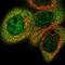 Cbl Proto-Oncogene B antibody, NBP1-86599, Novus Biologicals, Immunofluorescence image 