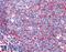 G Protein-Coupled Receptor 3 antibody, 46-669, ProSci, Enzyme Linked Immunosorbent Assay image 
