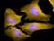 Heat Shock Transcription Factor 1 antibody, orb151108, Biorbyt, Immunofluorescence image 