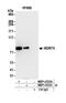 WD Repeat Domain 70 antibody, NBP1-03333, Novus Biologicals, Western Blot image 