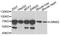 Lamin B2 antibody, A6483, ABclonal Technology, Western Blot image 