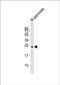 Placenta Expressed Transcript 1 antibody, PA5-72251, Invitrogen Antibodies, Western Blot image 
