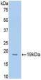 Protein C Receptor antibody, LS-C296097, Lifespan Biosciences, Western Blot image 