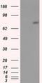 Acyl-CoA Synthetase Bubblegum Family Member 1 antibody, NBP2-02554, Novus Biologicals, Western Blot image 