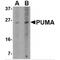 BCL2 Binding Component 3 antibody, MBS150004, MyBioSource, Western Blot image 