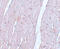 Anaphase Promoting Complex Subunit 10 antibody, 5735, ProSci, Immunohistochemistry paraffin image 