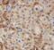 SH2 Domain Containing 1B antibody, FNab07820, FineTest, Immunohistochemistry paraffin image 