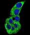 Actin Gamma 1 antibody, orb195405, Biorbyt, Immunofluorescence image 