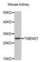 Collectrin, Amino Acid Transport Regulator antibody, abx002497, Abbexa, Western Blot image 