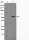 Protein Kinase AMP-Activated Catalytic Subunit Alpha 1 antibody, orb227708, Biorbyt, Western Blot image 