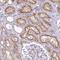 Multidrug resistance-associated protein 5 antibody, HPA052295, Atlas Antibodies, Immunohistochemistry frozen image 