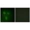 Prostate Transmembrane Protein, Androgen Induced 1 antibody, PA5-49867, Invitrogen Antibodies, Immunofluorescence image 