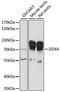 DEAD-Box Helicase 4 antibody, A15624, ABclonal Technology, Western Blot image 