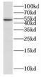 Immunity Related GTPase Cinema antibody, FNab04398, FineTest, Western Blot image 