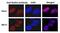 RAD52 Homolog, DNA Repair Protein antibody, GTX00884, GeneTex, Immunofluorescence image 