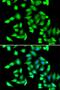 N(Alpha)-Acetyltransferase 20, NatB Catalytic Subunit antibody, orb247808, Biorbyt, Immunofluorescence image 