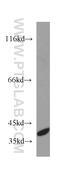 Coiled-Coil Domain Containing 50 antibody, 21082-1-AP, Proteintech Group, Western Blot image 