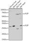 CASP8 And FADD Like Apoptosis Regulator antibody, GTX32608, GeneTex, Western Blot image 