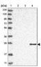 Granzyme H antibody, NBP1-86565, Novus Biologicals, Western Blot image 