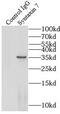 Syntaxin 7 antibody, FNab08455, FineTest, Immunoprecipitation image 
