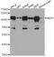 NFKB Repressing Factor antibody, A4853, ABclonal Technology, Western Blot image 