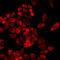 Trimethyllysine Hydroxylase, Epsilon antibody, LS-C668790, Lifespan Biosciences, Immunofluorescence image 