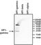 Chromobox 3 antibody, MA3-054, Invitrogen Antibodies, Western Blot image 