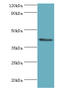 Fucosyltransferase 9 antibody, LS-C375733, Lifespan Biosciences, Western Blot image 