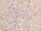 NIPA Like Domain Containing 3 antibody, orb2926, Biorbyt, Immunohistochemistry paraffin image 
