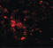 Solute Carrier Family 39 Member 6 antibody, LS-C115937, Lifespan Biosciences, Immunofluorescence image 