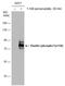 Paxillin antibody, GTX633678, GeneTex, Western Blot image 