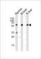 Glucose-6-Phosphate Isomerase antibody, 64-115, ProSci, Western Blot image 