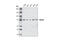 SMAD Specific E3 Ubiquitin Protein Ligase 1 antibody, 2174S, Cell Signaling Technology, Western Blot image 