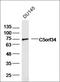 Glutamate Rich 3 antibody, orb155921, Biorbyt, Western Blot image 