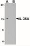 Interleukin-36 alpha antibody, NBP2-41238, Novus Biologicals, Western Blot image 