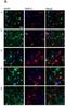 MAP2 antibody, NB300-213, Novus Biologicals, Immunofluorescence image 