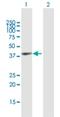 Glycogenin 1 antibody, H00002992-B01P, Novus Biologicals, Western Blot image 