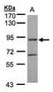 G Protein-Coupled Receptor Kinase 2 antibody, GTX107915, GeneTex, Western Blot image 