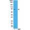 Ribosomal Protein S6 Kinase A1 antibody, P01058-3, Boster Biological Technology, Western Blot image 