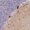 Tripartite Motif Containing 3 antibody, HPA043396, Atlas Antibodies, Immunohistochemistry frozen image 