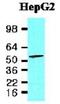 Programmed Cell Death 4 antibody, NBP1-04329, Novus Biologicals, Western Blot image 