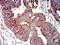 Unr antibody, NBP2-61759, Novus Biologicals, Immunohistochemistry paraffin image 