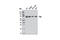 Spleen Associated Tyrosine Kinase antibody, 12358S, Cell Signaling Technology, Western Blot image 
