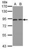 Discoidin, CUB And LCCL Domain Containing 2 antibody, GTX107215, GeneTex, Western Blot image 