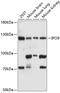 IPO9 antibody, GTX66092, GeneTex, Western Blot image 