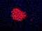 Human Pancreas Marker HPi3 antibody, MA5-16128, Invitrogen Antibodies, Immunofluorescence image 