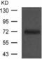 ASPSCR1 Tether For SLC2A4, UBX Domain Containing antibody, TA324202, Origene, Western Blot image 